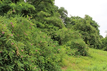 green trees in the forest