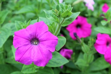 pink flower in the garden