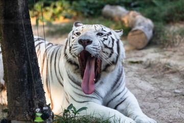 white tiger in the zoo