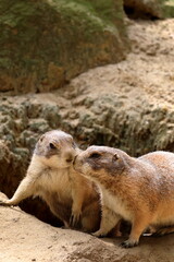 two cute prairie dogs kiss; touching their heads