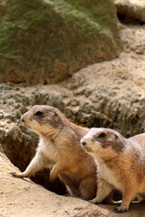 two prarie dogs standing on the ground watching carefully