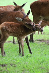 Mother deer has a close relationship with her fawn
