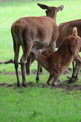 Fawn drinking milk from mother deer.