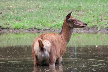 A deer stands in a small pond