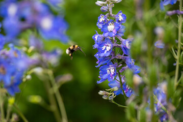 Huge Bee Fly To The Blue Flower. High quality photo
