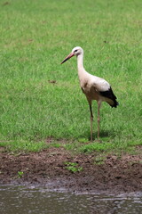 black and white stork walking in grass