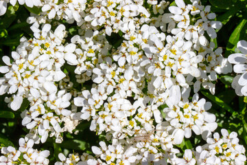 white flowers of iberis in close-up in natural light.