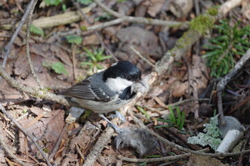 森の地面で採食するヒガラ（野鳥）
