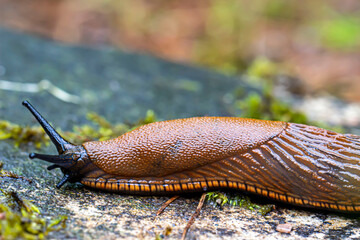 a forest snail is crawling through the garden. a colorful macro photo of an insect. close-up. space for text. natural lighting.