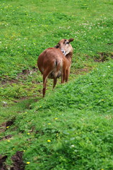 brown goat scratches her back