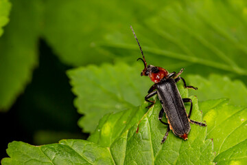 a soft-bodied beetle on a green leaf. a close-up with a place for a text, product, or object. blurred dark background.