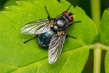 fly with a blue or turquoise belly on a green leaf. close-up. macrophotography. natural lighting