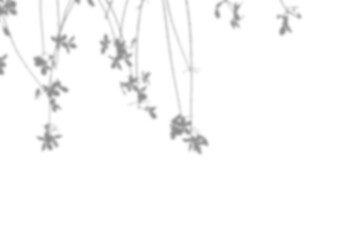 Minimalist blurred shadow of hanging leaves on transparent background.