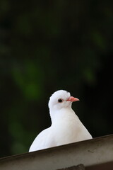 white dove sitting on a dovecotes roof