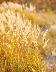 Golden grass field in autumn sunlight