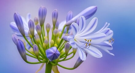Obraz premium Delicate blue agapanthus flower opening with soft bokeh background