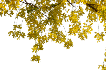 flower yellow of hanging on transparent background.