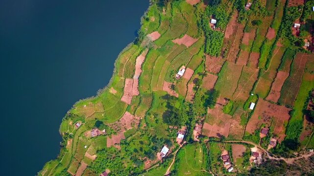 Vertical drone shot over vibrant terraced fields and scattered homes bordering the blue waters of Lake Bunyonyi near Kabale, highlighting rural farming in southwestern Uganda&rsquo;s highlands.