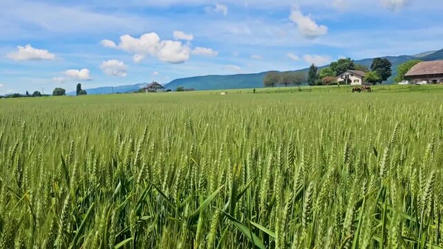 Wheat and butterfly in Switzerland.
