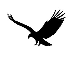 soaring raptor: a dramatic silhouette of an eagle in flight, wings spread wide against a stark white background