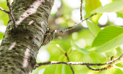 Cicada Clinging to a Tree on a Sunny Day. Platypleura kaempferi, Platypleura Cicada, Kaempfer’s Cicada