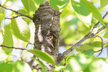 Cicada Clinging to a Tree on a Sunny Day. Platypleura kaempferi, Platypleura Cicada, Kaempfer’s Cicada