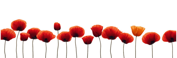 Obraz premium Linear Arrangement of Red and One Orange Poppy in a Row