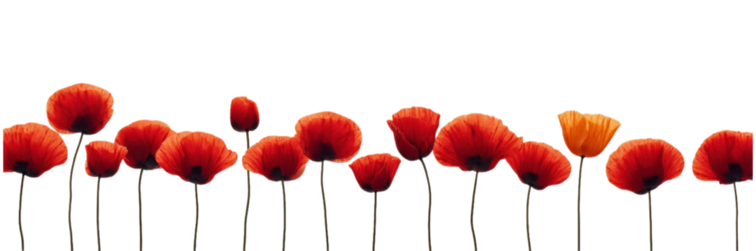 Linear Arrangement of Red and One Orange Poppy in a Row