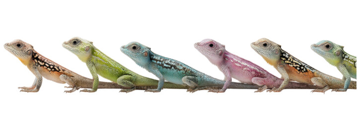 Obraz premium Row of Identical Chameleon Lizards in Neutral Pose Display