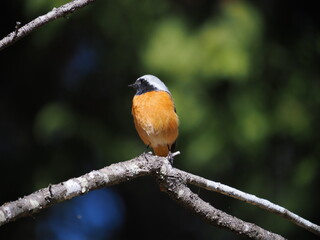 木の枝にとまるジョウビタキの野鳥と自然の背景

