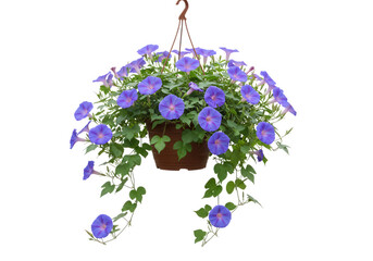 Vibrant blue morning glory flowers cascading from a hanging plant pot isolated on transparent background