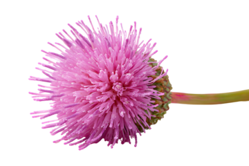 Pink thistle flower close up black background