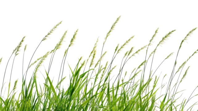 Wild Grass with Natural Green Blades and Organic Growth Isolated on White Background