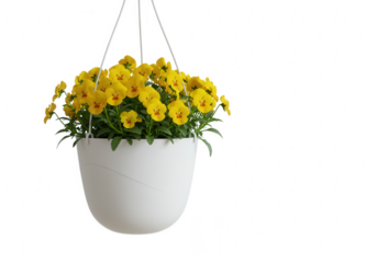 Vibrant yellow flowers cascade from a white hanging planter isolated on transparent background