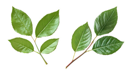 Naklejka premium Fresh Green Rose Leaves with Natural Veins and Texture Isolated on White Background