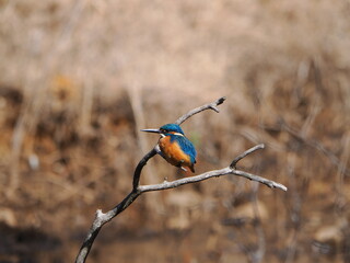 自然の中で枝にとまる鮮やかな青いカワセミの野鳥写真

