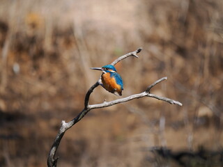 自然の中で枝にとまる鮮やかな青いカワセミの野鳥写真

