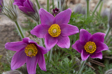 three purple pasqueflowers (Pulsatilla pratensis) in full bloom