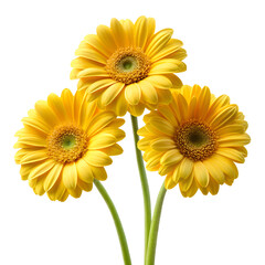 Fototapeta premium Bright yellow gerbera daisies floral arrangement on a simple setting on transparent background.