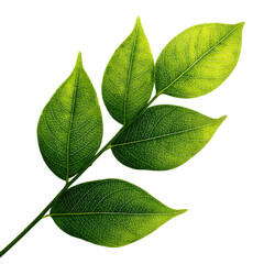 Fototapeta premium Four green leaf on white background