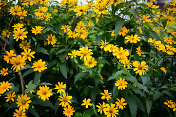 咲き誇るキクイモモドキ