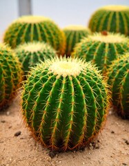 Group of spiky, round cacti