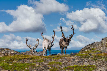 Russenes es un pequeño pueblo en la región de Nord-Norge, Noruega. Está situado en una zona costera, cerca de Olderfjord,