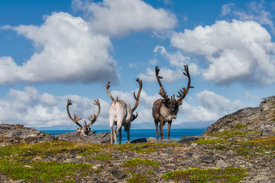 Russenes es un peque&ntilde;o pueblo en la regi&oacute;n de Nord-Norge, Noruega. Est&aacute; situado en una zona costera, cerca de Olderfjord,
