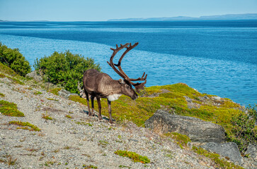 Russenes es un pequeño pueblo en la región de Nord-Norge, Noruega. Está situado en una zona costera, cerca de Olderfjord,