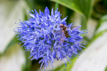 The Helophilus insect pollinates a flower. A colorful macro photo of an insect. Space for text. A beautiful screensaver. A close-up.