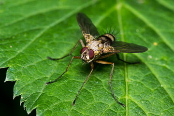 a fly on a blurred dark background. a colorful macro photo of an insect. space for text. a beautiful screensaver. a close-up.