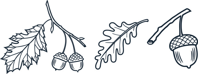 Hand-drawn oak leaves and acorns in a vintage botanical sketch style. Ideal for autumn decorations, seasonal illustrations, and nature-inspired design projects. Isolated on white background.