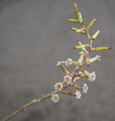 Adromischus hemisphaericus succulent plant flower