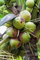 Low angle view of coconut tree against sky. Bunch coconut on coconut tree.